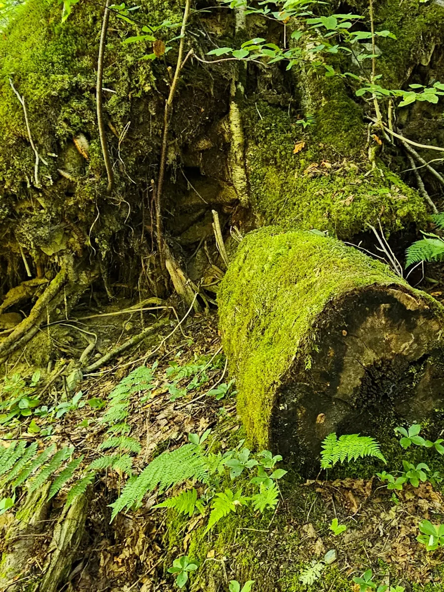 Topographies - Mont Nicol-Albert